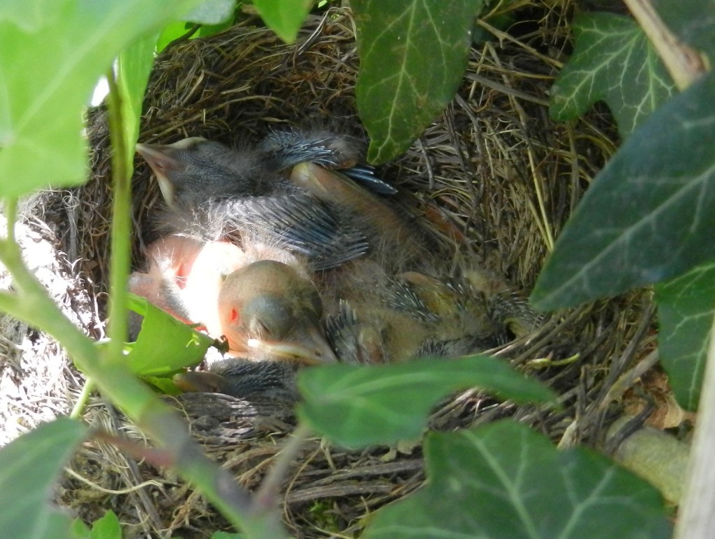 Amseljunge 2 2013-05-28